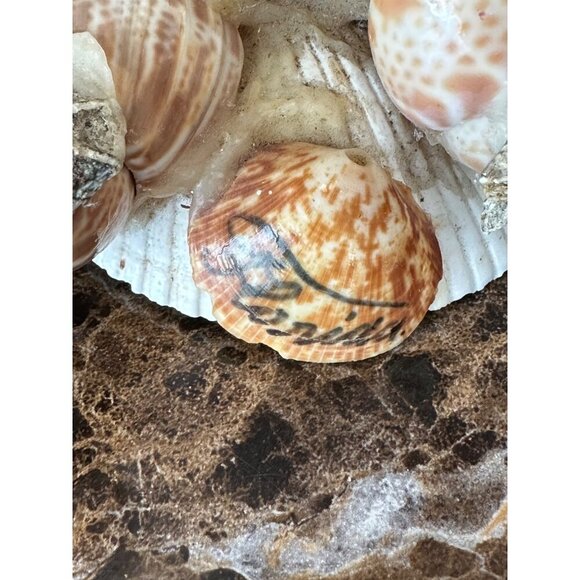 Handmade Shell Frog Figurine With Googly Eyes & Stick Sea Shells StarFish Beach - Picture 6 of 12